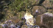 Stein am Wasser