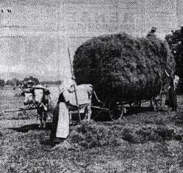 Heuernte in den Hersbrucker Pegnitzwiesen war langer Zeit ein alltgliches Bild.
